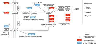 Tumor Growth in the High Frequency Medulloblastoma Mouse Model Ptch1+/−/Tis21KO Has a Specific Activation Signature of the PI3K/AKT/mTOR Pathway and Is Counteracted by the PI3K Inhibitor MEN1611